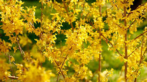 Attēlu rezultāti vaicājumam “Forsythia viridissima flower”