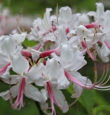 Attēlu rezultāti vaicājumam “Rhododendron periclymenoides flower”