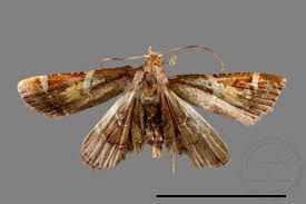 Attēlu rezultāti vaicājumam “Pyralis regalis”