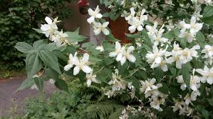 Attēlu rezultāti vaicājumam “Philadelphus lemoinei”