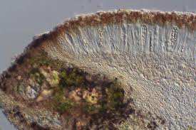 Attēlu rezultāti vaicājumam “Lecanora chlarotera”