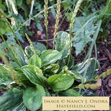 Attēlu rezultāti vaicājumam “Plantago major subsp. intermedia leaf”