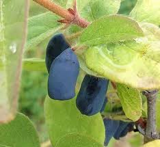 Attēlu rezultāti vaicājumam “Lonicera caprifolium fruit”