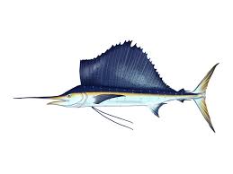 Image result for Istiophorus platypterus