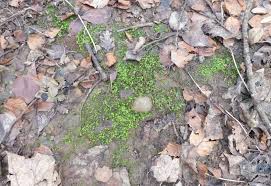 Attēlu rezultāti vaicājumam “Fissidens taxifolius”