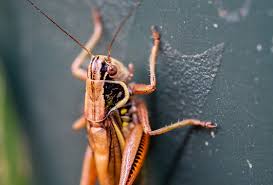 Attēlu rezultāti vaicājumam “Tettigoniodea”