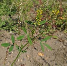 Attēlu rezultāti vaicājumam “Melilotus wolgicus”