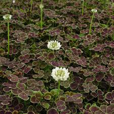 Attēlu rezultāti vaicājumam “Trifolium repens”