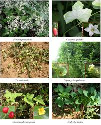 Attēlu rezultāti vaicājumam “Convolvulaceae”