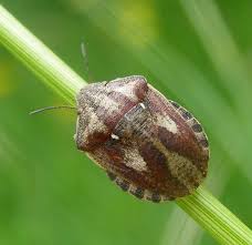 Attēlu rezultāti vaicājumam “Eurygaster testudinaria nymph”