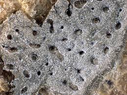 Attēlu rezultāti vaicājumam “Didymium serpula”