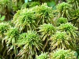 Attēlu rezultāti vaicājumam “Sphagnum centrale”