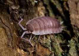 Attēlu rezultāti vaicājumam “Porcellio scaber”