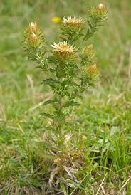 Attēlu rezultāti vaicājumam “Carlina biebersteinii leaf”