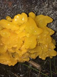 Attēlu rezultāti vaicājumam “Tremella mesenterica”