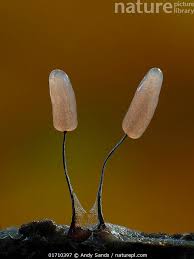 Attēlu rezultāti vaicājumam “Stemonitopsis typhina”