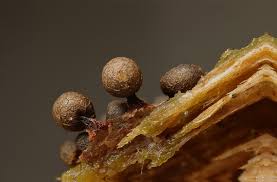 Attēlu rezultāti vaicājumam “Cribraria piriformis macro”