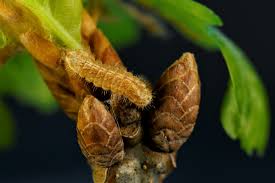 Attēlu rezultāti vaicājumam “Favonius quercus underside”