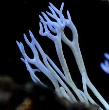 Attēlu rezultāti vaicājumam “Ramariopsis pulchella”