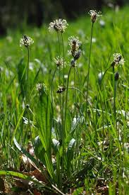 Attēlu rezultāti vaicājumam “Plantago lanceolata”