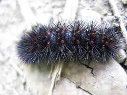 Attēlu rezultāti vaicājumam “Arctiidae”