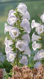 Image result for Campanula formanekiana