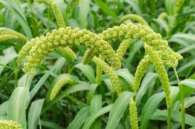 Attēlu rezultāti vaicājumam “Setaria italica”