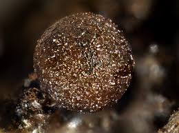 Attēlu rezultāti vaicājumam “Dianema depressum macro”