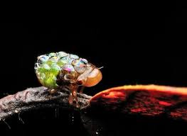 Attēlu rezultāti vaicājumam “Aphrophoridae nymph”