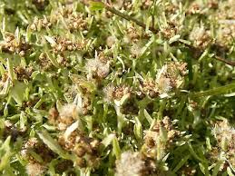 Attēlu rezultāti vaicājumam “Gnaphalium uliginosum leaf”