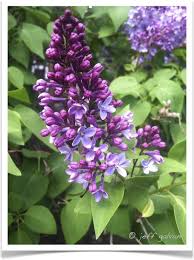 Attēlu rezultāti vaicājumam “Syringa vulgaris flower”