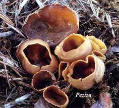 Attēlu rezultāti vaicājumam “Ascomycota”