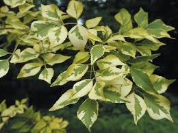 Attēlu rezultāti vaicājumam “Fraxinus”