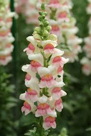 Image result for Antirrhinum majus