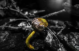 Attēlu rezultāti vaicājumam “Physarum album young”