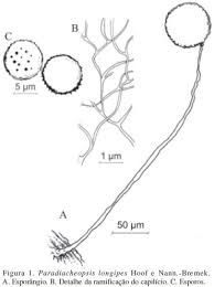 Attēlu rezultāti vaicājumam “Paradiacheopsis sp.”