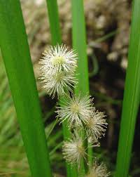 Attēlu rezultāti vaicājumam “Sparganium minimum flower”