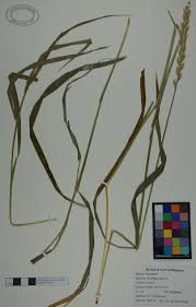 Attēlu rezultāti vaicājumam “Elytrigia repens”