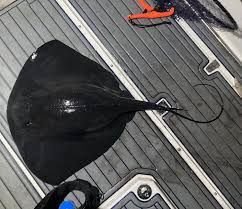 Image result for Pteroplatytrygon violacea