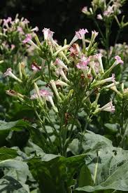 Attēlu rezultāti vaicājumam “Nicotiana tabacum flower”