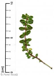 Attēlu rezultāti vaicājumam “Thymus pulegioides fruit”