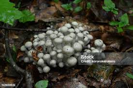 Attēlu rezultāti vaicājumam “Lycogala cf. oleocrystalliferum macro”