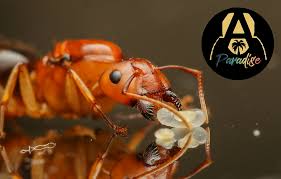 Image result for ytong ants