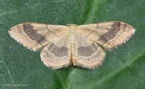 Attēlu rezultāti vaicājumam “Idaea aversata”