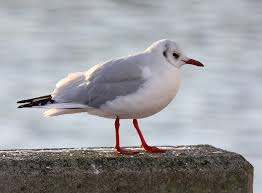 Attēlu rezultāti vaicājumam “Larus ridibundus”