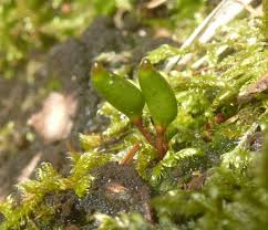 Attēlu rezultāti vaicājumam “Schistidium robustum sporophyte”