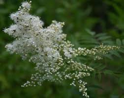 Attēlu rezultāti vaicājumam “Sorbaria sorbifolia flower”