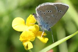 Attēlu rezultāti vaicājumam “Cyaniris semiargus female”