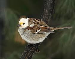 Image result for Zonotrichia albicollis