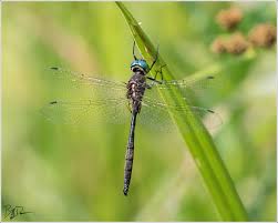 Attēlu rezultāti vaicājumam “Cordulidae”